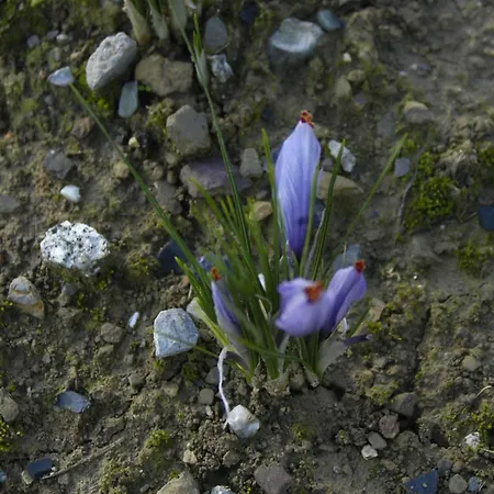 D'hotes Au Vieux Logis Panzió Nistos
