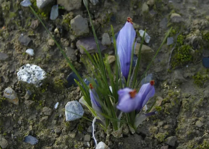 D'hotes Au Vieux Logis فندق مبيت وإفطار Nistos